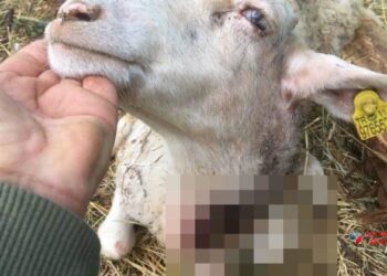 PAZARYERİ’NDE SÜRÜDEN AYRILAN KOYUNLARI KURT TELEF ETTİ