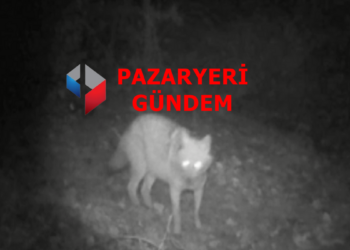 Bilecik Pazaryeri Kırsalında Doğanın Sessiz Tanıkları Kamerada: Kurt ve Çakal Aynı Fotokapanda!