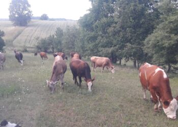 PAZARYERİ’NDE ŞAP ALARMI!HAYVAN GİRİŞ-ÇIKIŞLARI YASAKLANDI, CEZAİ İŞLEM UYARISI YAPILDI