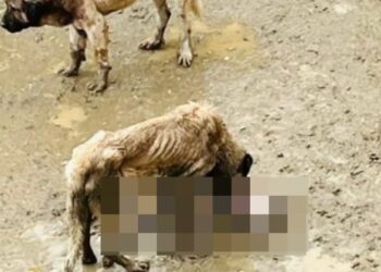 Bilecik’ten vicdanları sızlatan görüntüler! Valilikten açıklama geldi