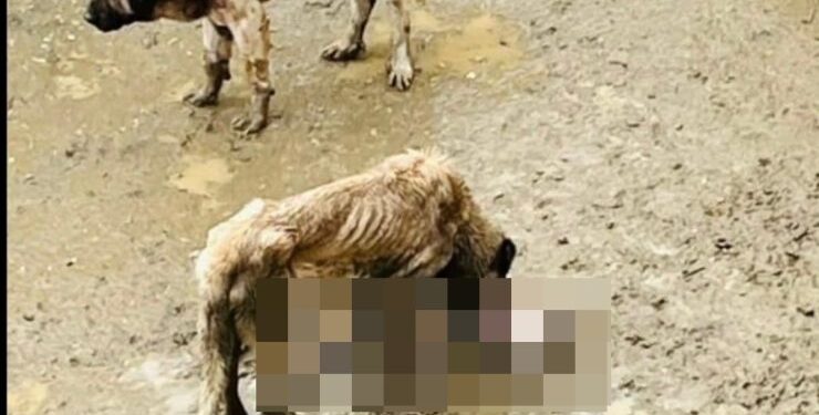 Bilecik’ten vicdanları sızlatan görüntüler! Valilikten açıklama geldi